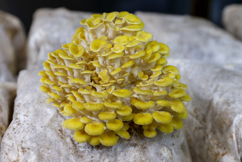 A cluster of Golden Oyster mushrooms grows at Texas Fungus in Arlington.