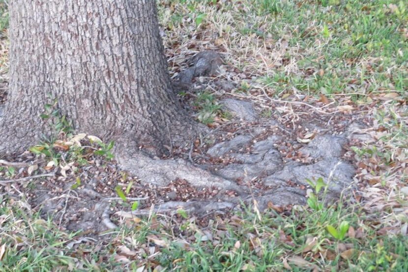 If a live  oak tree has sprouts, just keep mowing them off.