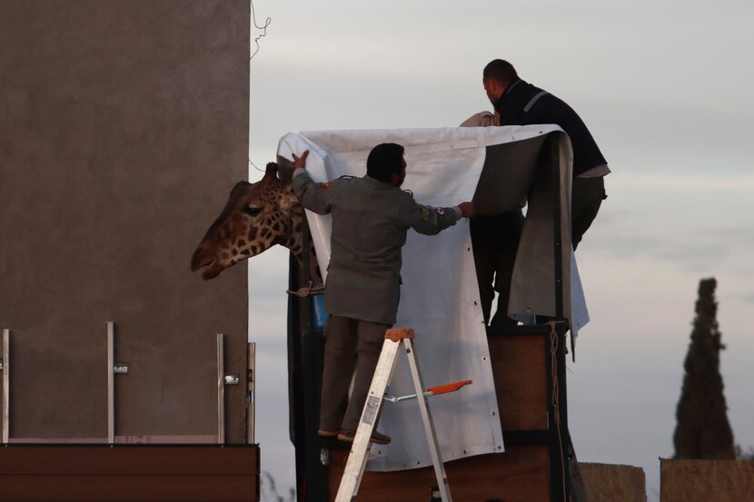 Trabajadores preparan a la jirafa Benito para su traslado en carretera desde el zoológico...