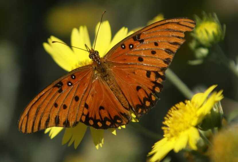 
If you want to host Gulf fritillary butterflies, grow passion vine. The females lay eggs on...