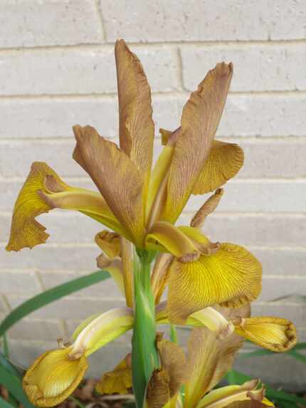 Pat Norvell entered this spuria in last year's Iris Society of Dallas show. 
