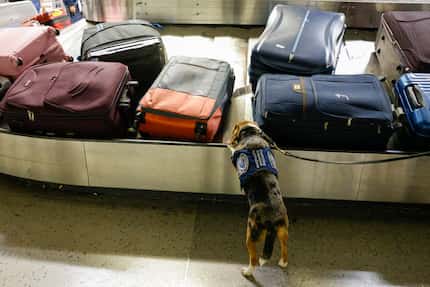 Agriculture detection K-9 Merla, a 4-year-old beagle, screens international luggage inside...