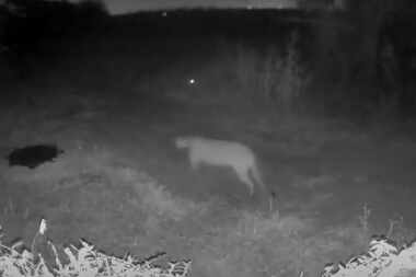 El video de Stephanie Higgins of Rowlett es el primer avistamiento confirmado de un puma o...