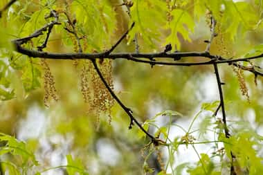 An oak tree with new leaf growth also shows pollen and a drop of water hanging among the...