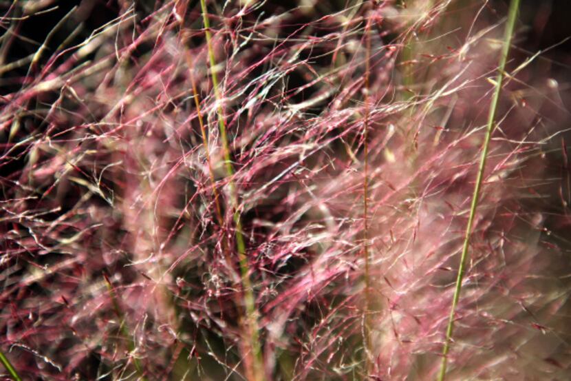 Large stands of pink muhly is one of several native prairie grasses on the site.