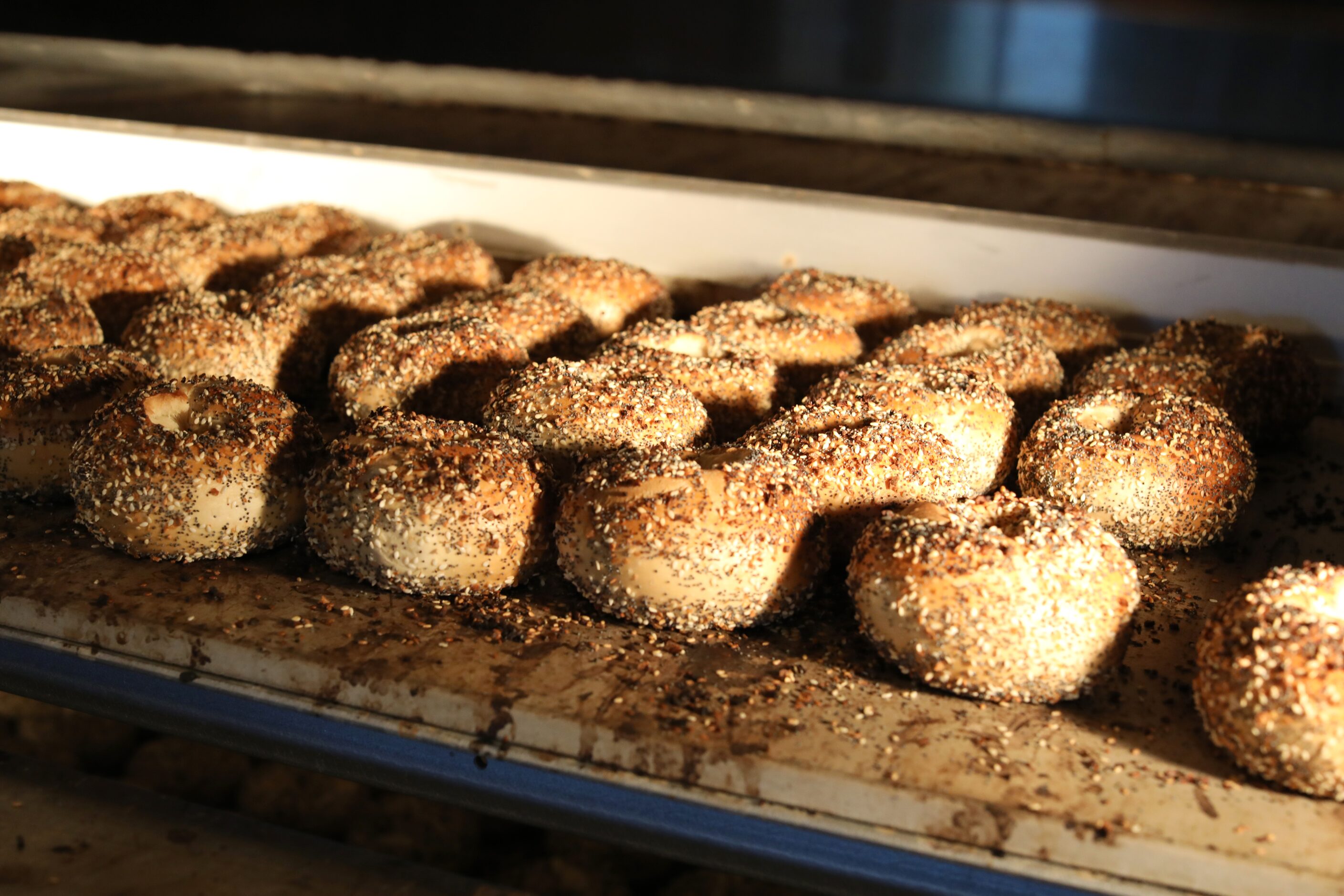 Fresh bagels at Shug's Bagels in Dallas, TX, on Nov 2, 2023.  (Jason Janik/Special Contributor)