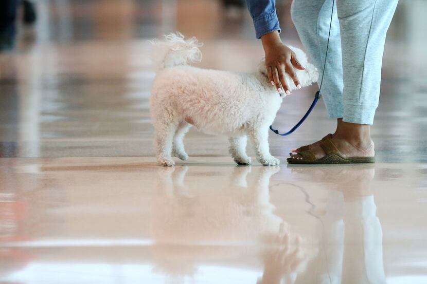 A passenger reaches to pet her support dog while waiting in baggage claim at Dallas Love...