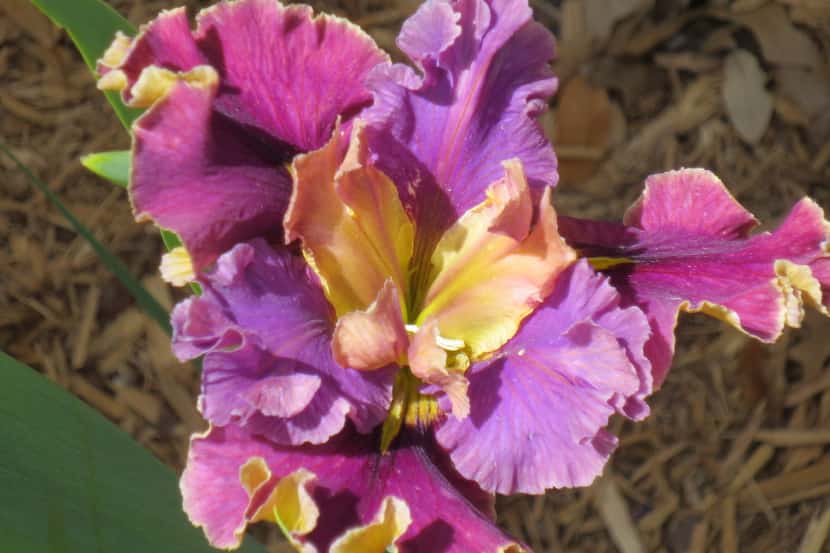 Pat Norvell produced a Louisiana iris  that her granddaughter wants to be her namesake. If...