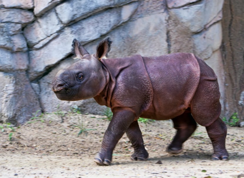 The new baby rhino at the Fort Worth Zoo