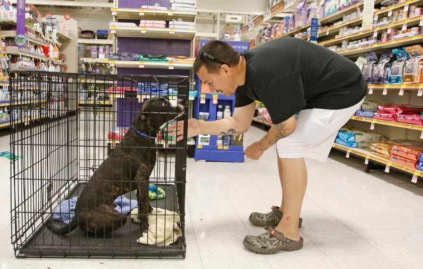 
Brian Weaver visits with Wilford, a pitbull terrier from the Grand Prairie Animal Shelter's...