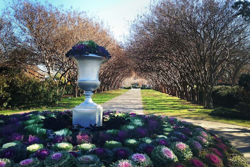 El Dallas Arboretum baja sus precios durante enero, por el invierno.