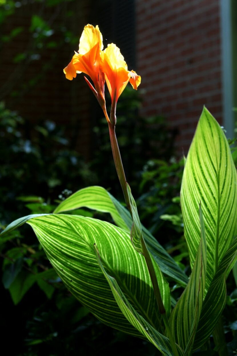 A canna plant in a Dallas garden