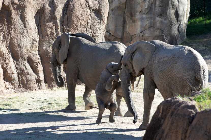 Seven-month-old Okubili, plays in the African Elephant habitat, a backdrop for the Toss the...