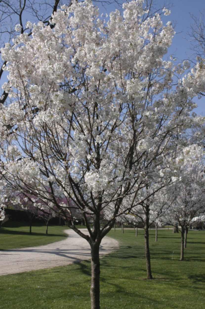 'Akebono' at the Dallas Arboretum