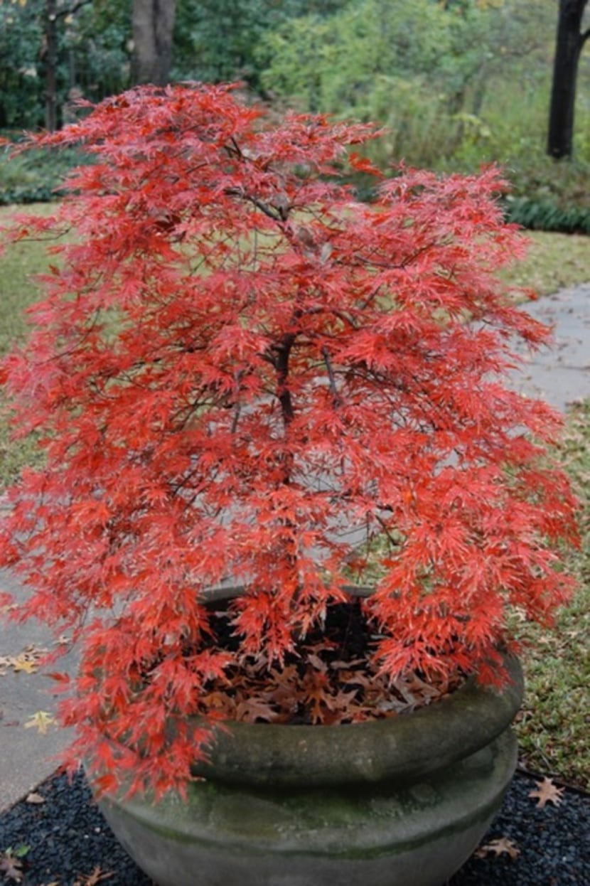 Orangeola Japanese maple tree (Acer palmatum 'Orangeola') 