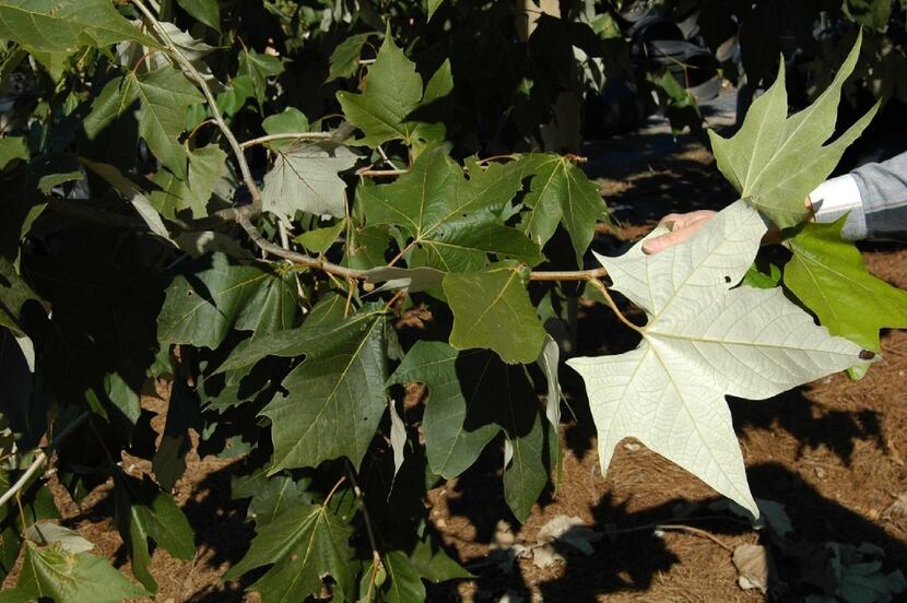 The underside of the leaves on the Mexican sycamore tree are white and silvery.