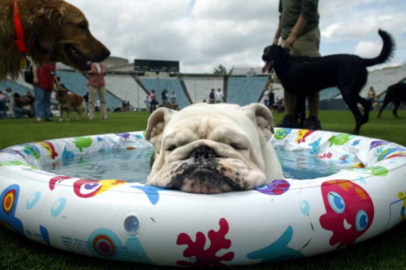 The seventh annual Dog Bowl is Sunday at the Cotton Bowl in Fair Park.