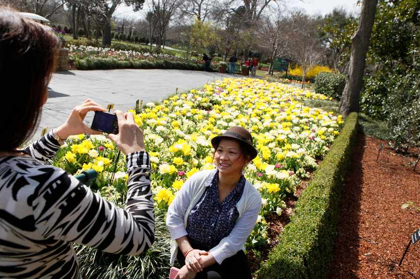 Laura Nguyen photographs her sister Christine Nguyen with a bed of daffodils along The Paseo...