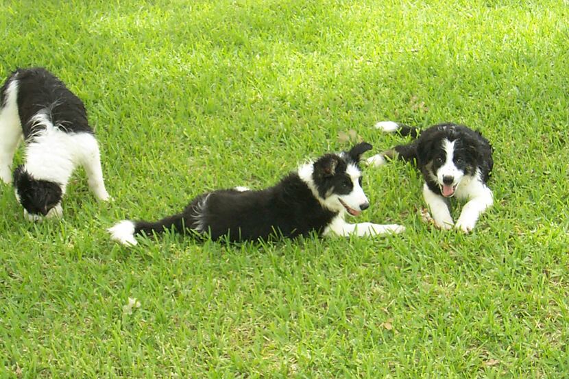 The reaction of three border collies to being petted, and being ignored, inspired new...