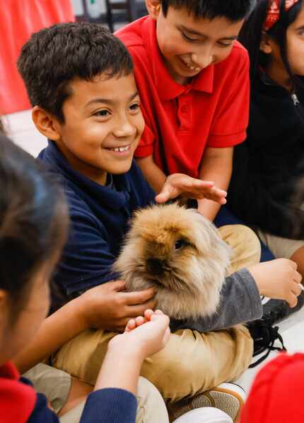 Salvador Andrade pets Chewbacca, a Lionhead rabbit, in Silberstein Elementary's Critter Room...