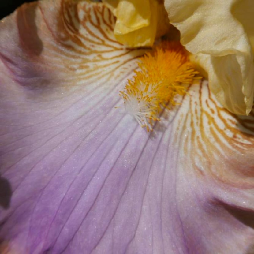 
The combination of rose violet, orange and brown makes ‘Rachel Julia’ bearded iris a stunner.
