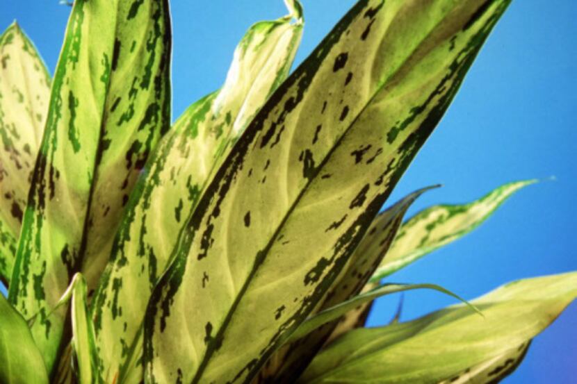 Chinese evergreen is one of the top choices for a houseplant that will thrive despite...