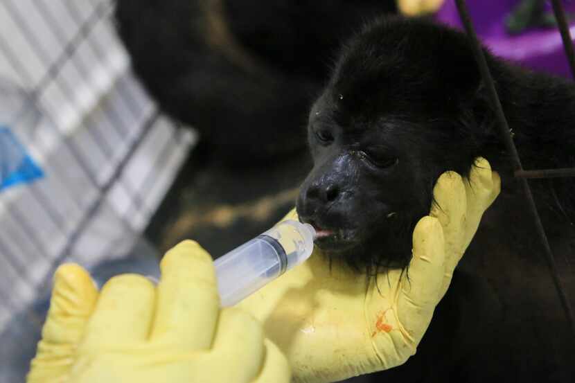 Un veterinario alimenta a un joven mono aullador rescatado en medio de temperaturas...