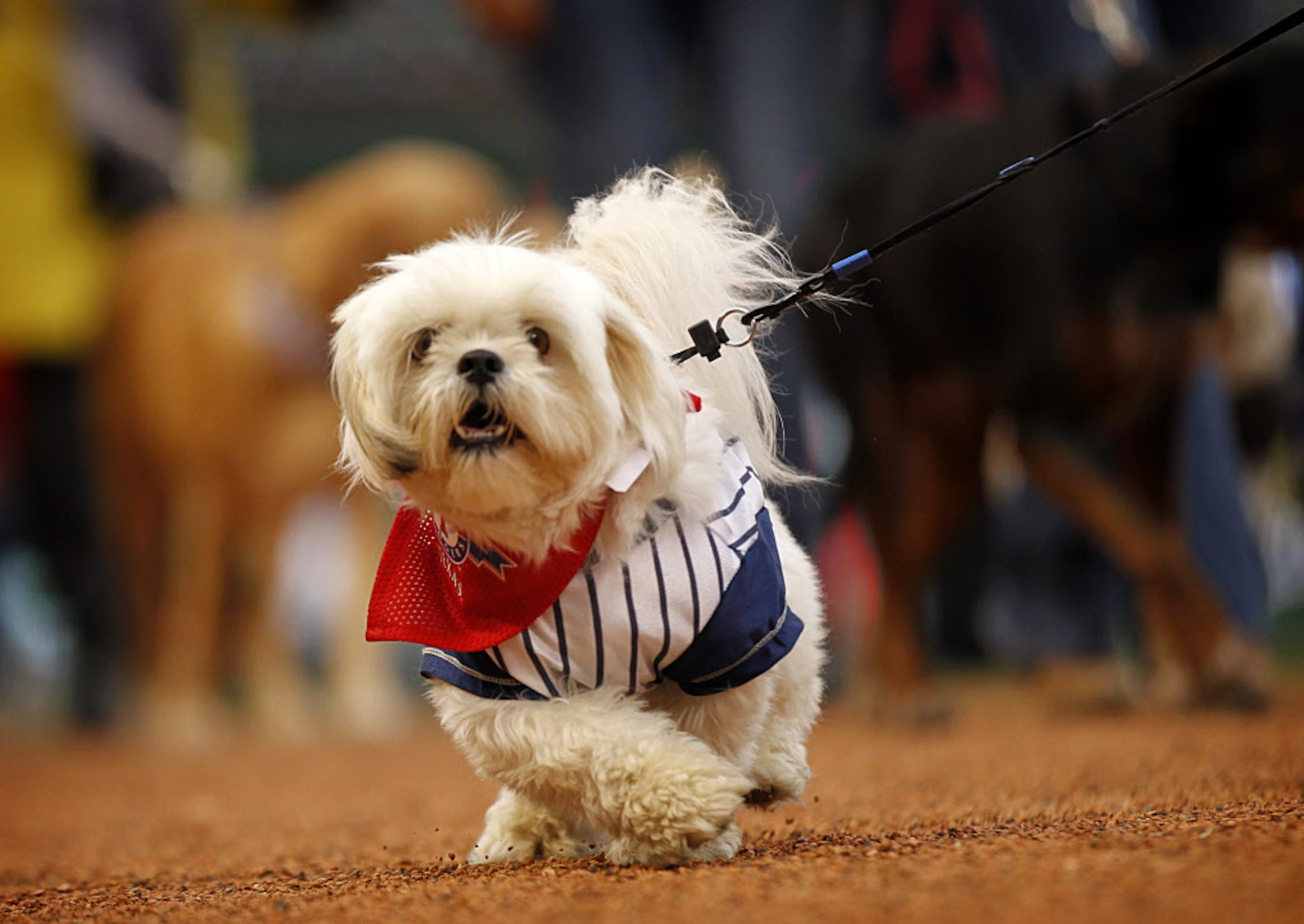 A Texas Rangers-themed dog parades around the field at Rangers Ballpark during the eighth...