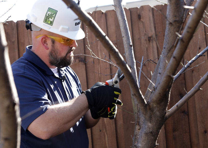 Fruit needs direct sunlight to ripen properly, Cox says, so remove any branches that cross...