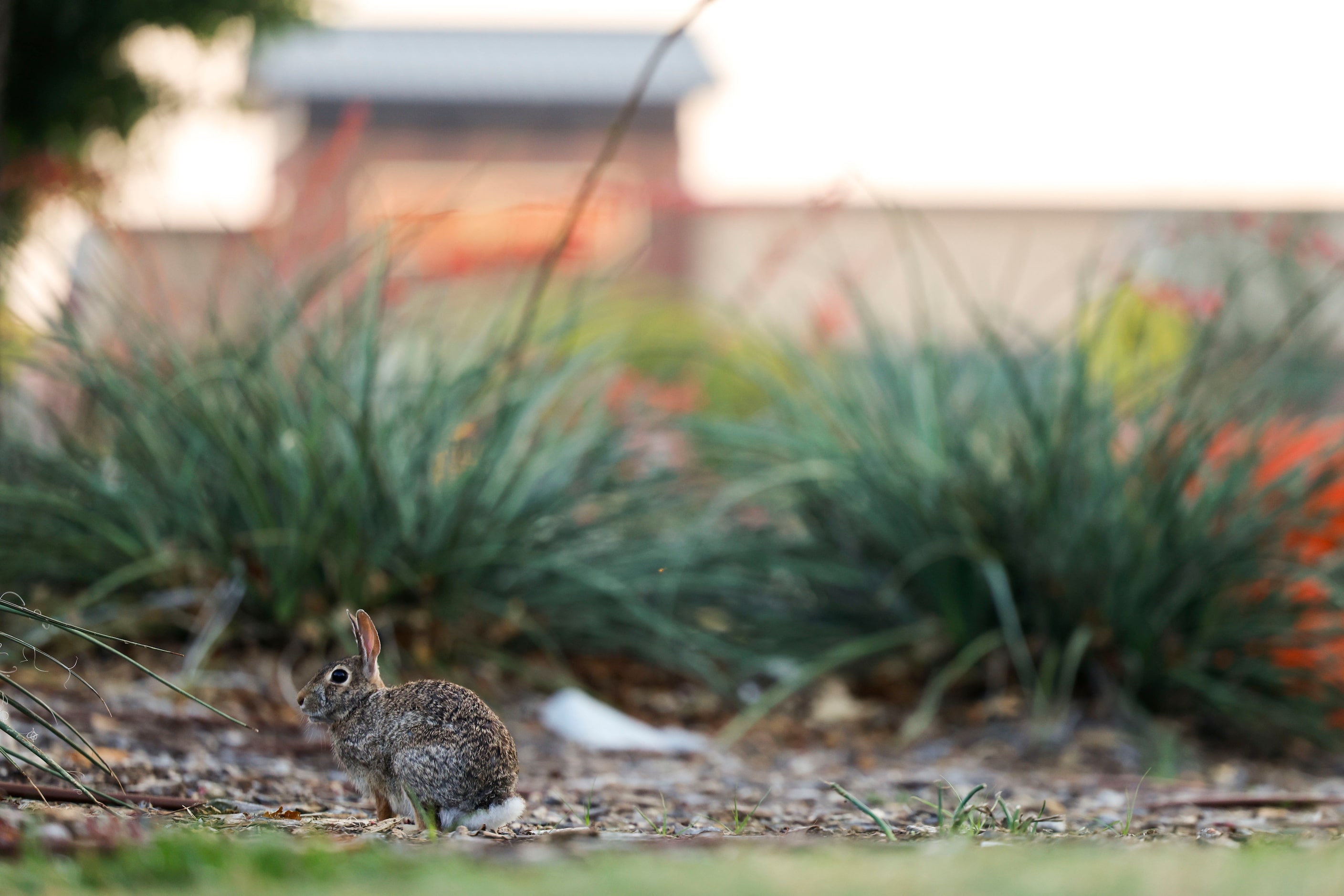 A lone bunny goes around the memorial site of the Allen Premium Outlets mall shooting victim...