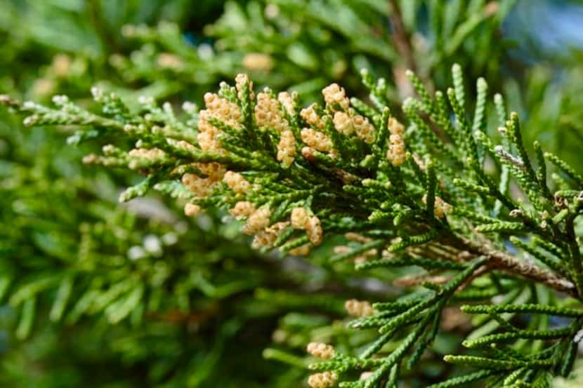 The male flowers of the native cedar (actually a juniper tree) contribute to "cedar fever"...