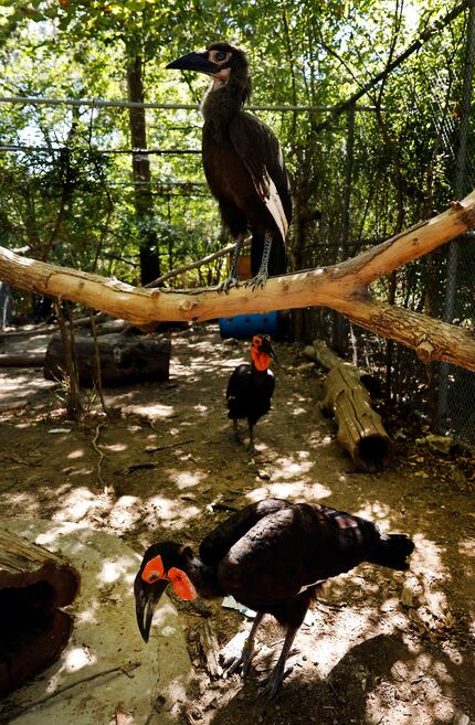 Kune, a southern ground hornbill that hatched three months ago, rested on a branch that it...