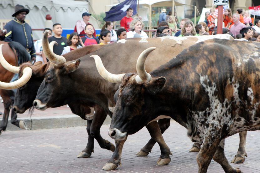 Frontier Forts Days features  the Fort Worth Herd  (of longhorns, that is).