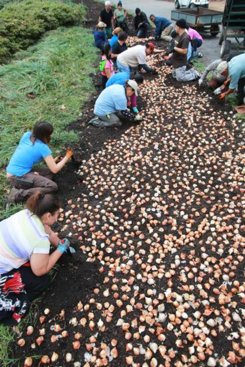 
Seasonal workers plant more than 500,000 spring-blooming bulbs at the Dallas Arboretum on...