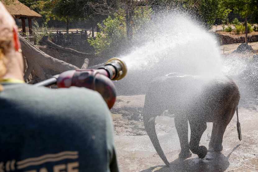 An elephant gets sprayed by a large water cannon at the Dallas Zoo.