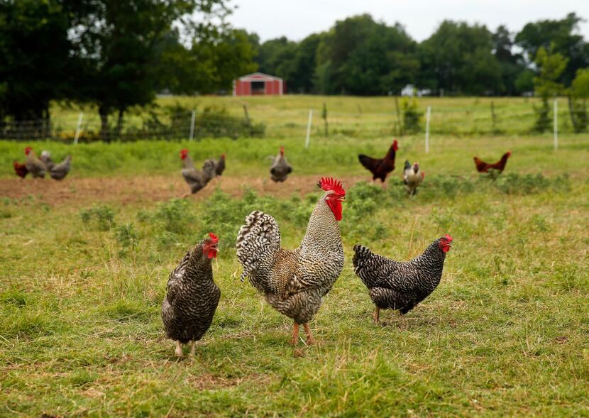 Roosters and hens roam in a fenced area on the Bois d'Arc farm in Allens Chapel, Texas.