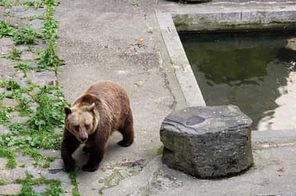 The bear moat at Český Krumlov Castle has been providing added security since 1707. 