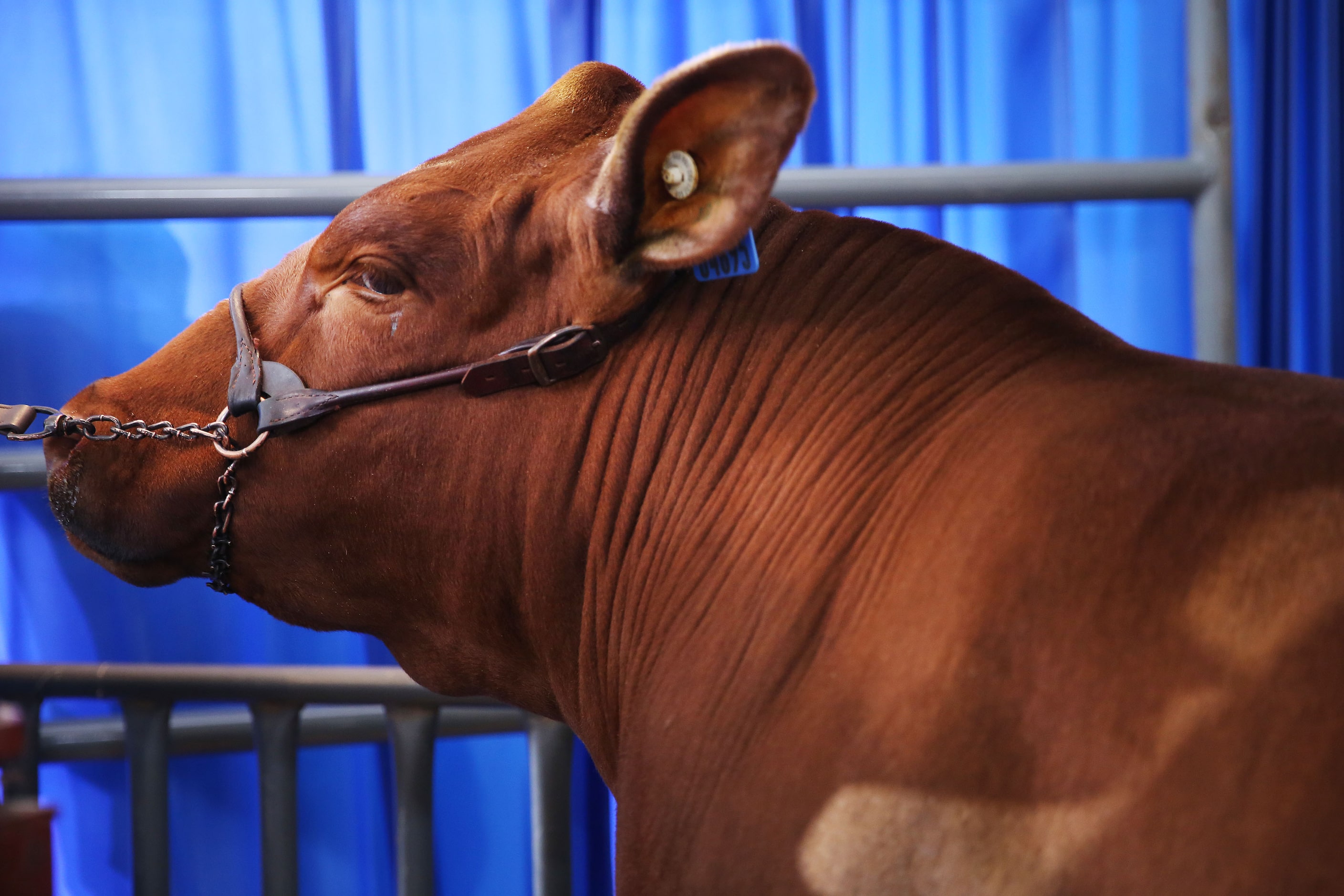 Jagger Horn's grand champion steer before being auctioned at the State Fair of Texas Youth...