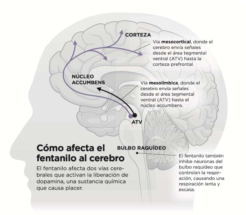 Cómo afecta el fentanilo al cerebro. El fentanilo afecta dos vías cerebrales que activan la...