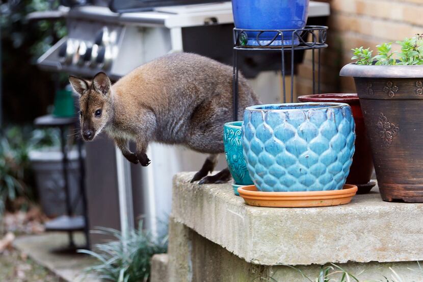 A wallaby roams in the front porch of a Dallas neighborhood on Wednesday.