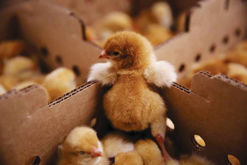 A chick props itself up after being sorted at Freedom Ranger Hatchery in Reinholds, Pa. The...
