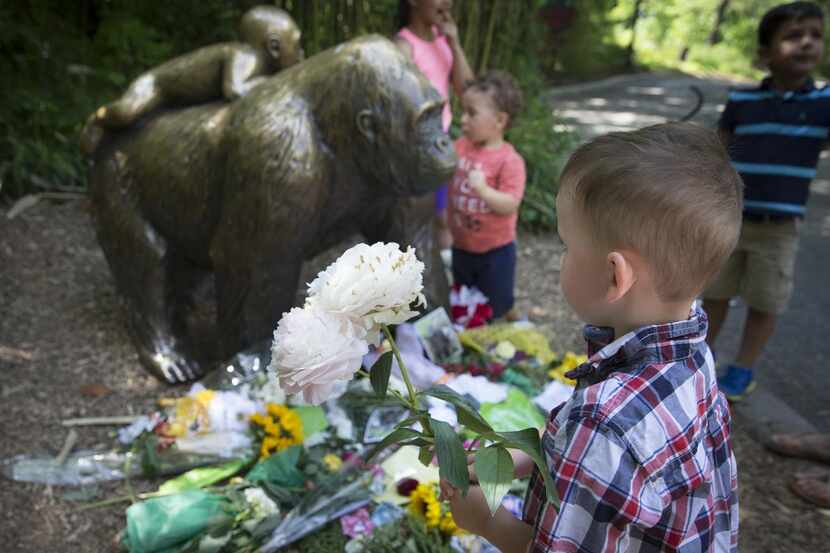 
A boy brings flowers to put beside a statue of a gorilla outside the shuttered Gorilla...