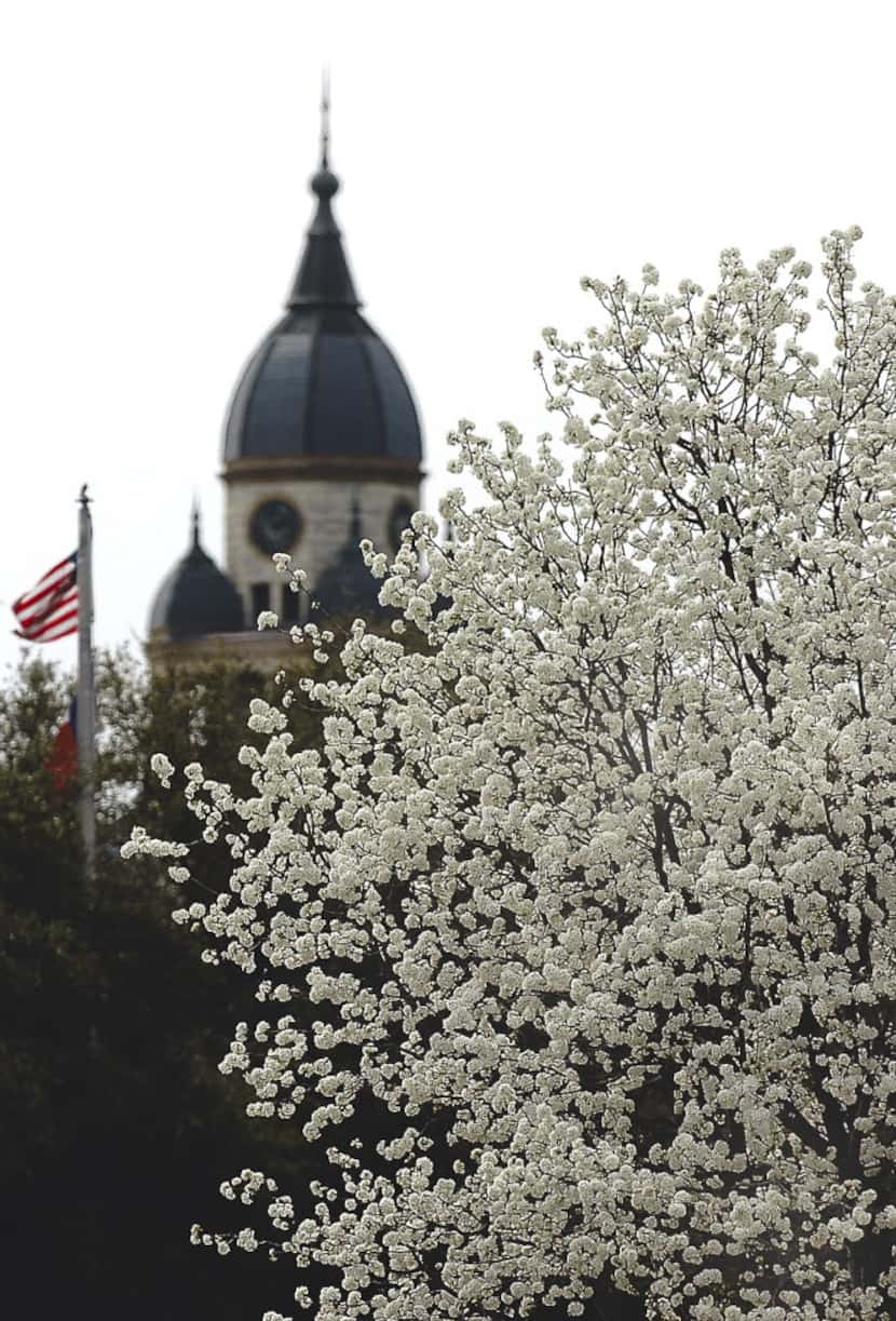 A Bradford pear tree in full bloom in Denton.