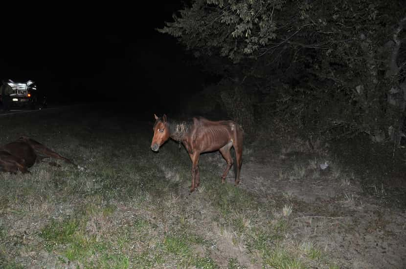 The sheriff's on-call veterinarian said he could not get close enough to the horse to inject...