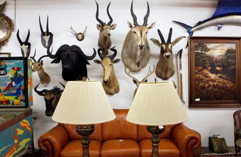 
Taxidermy mounts are among the eclectic offerings at the new Lucas Street Antiques. 
