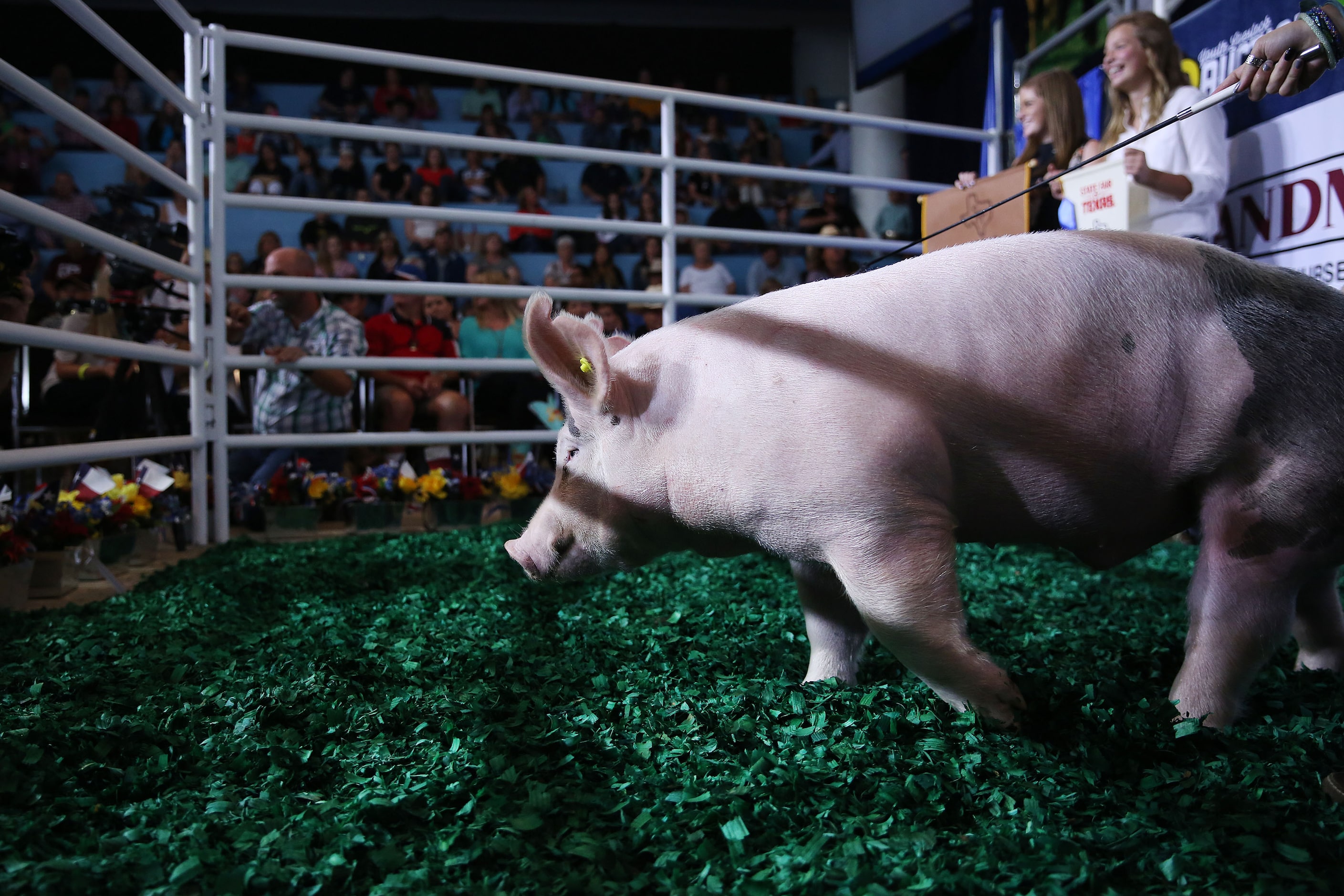 Riley Reep's grand champion barrow stands in the ring while being auctioned during the State...