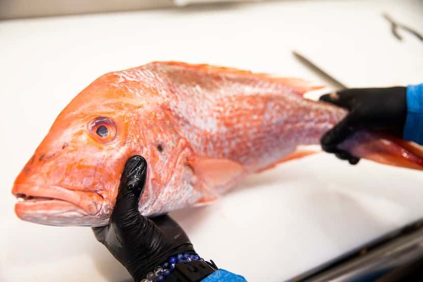 Rex's Seafood owner Beau Bellomy gets ready to prepare a red snapper at Rex's Seafood in...