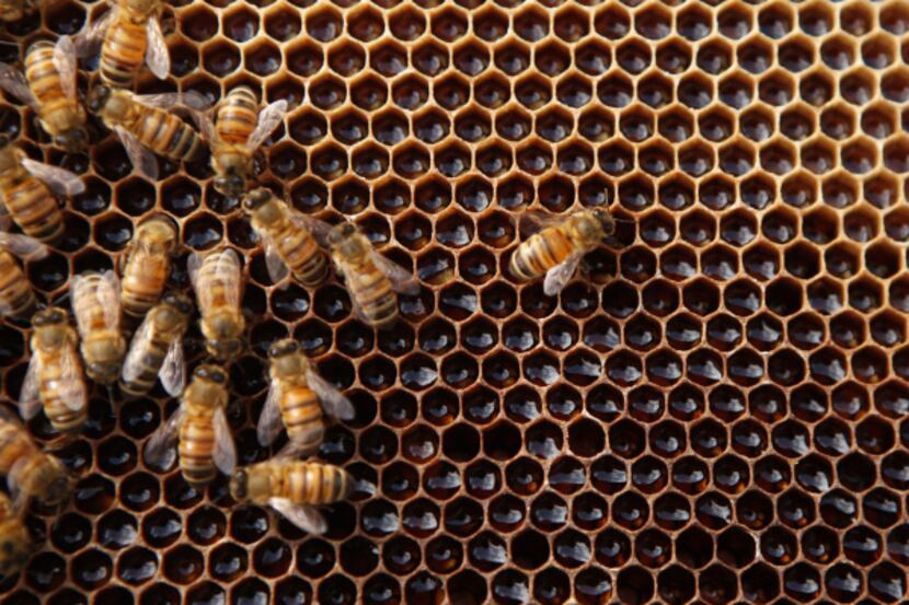 Bees are at workon a honeycomb at the Fairmont Hotel in downtown Dallas. The hotel has two...
