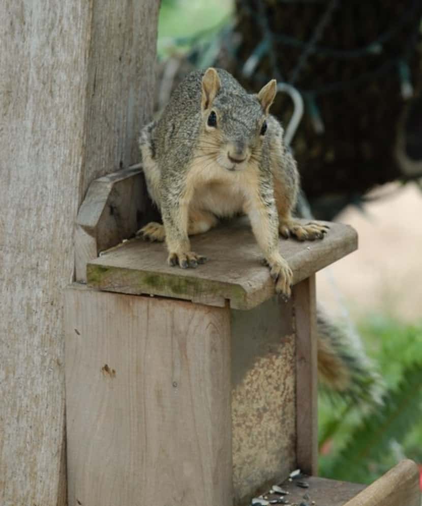 It's impossible to get rid of a squirrel problem, but there are solutions to some of the...
