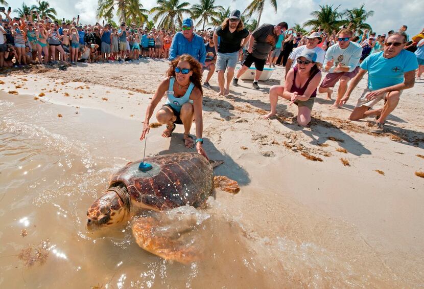 An almost 200-pound loggerhead sea turtle dubbed "Mr. T" crawled into the Atlantic Ocean on...